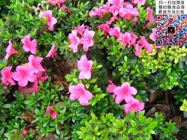 夏鵑 夏鵑