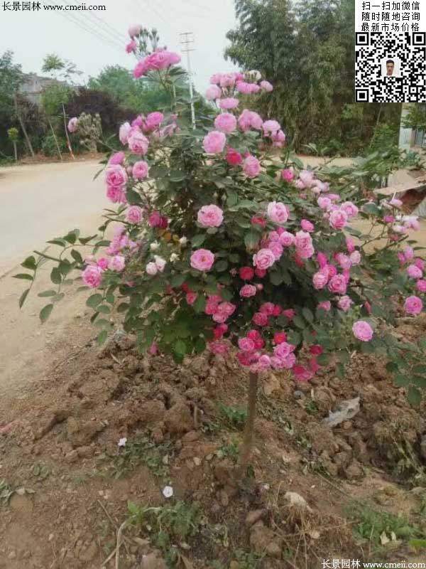 粉團薔薇花苗