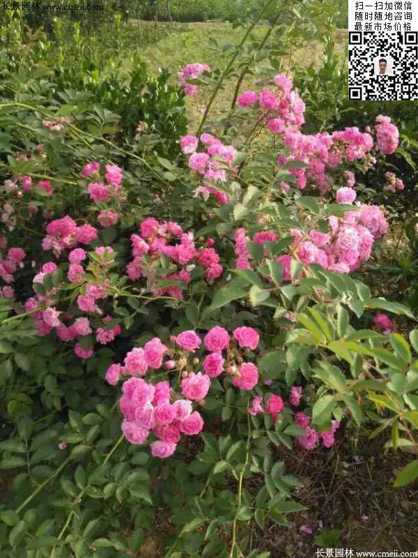 粉團薔薇花苗