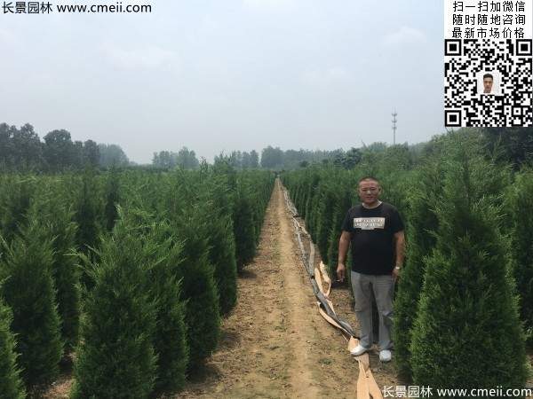高度2米蜀檜圖片 高度2米蜀檜圖片