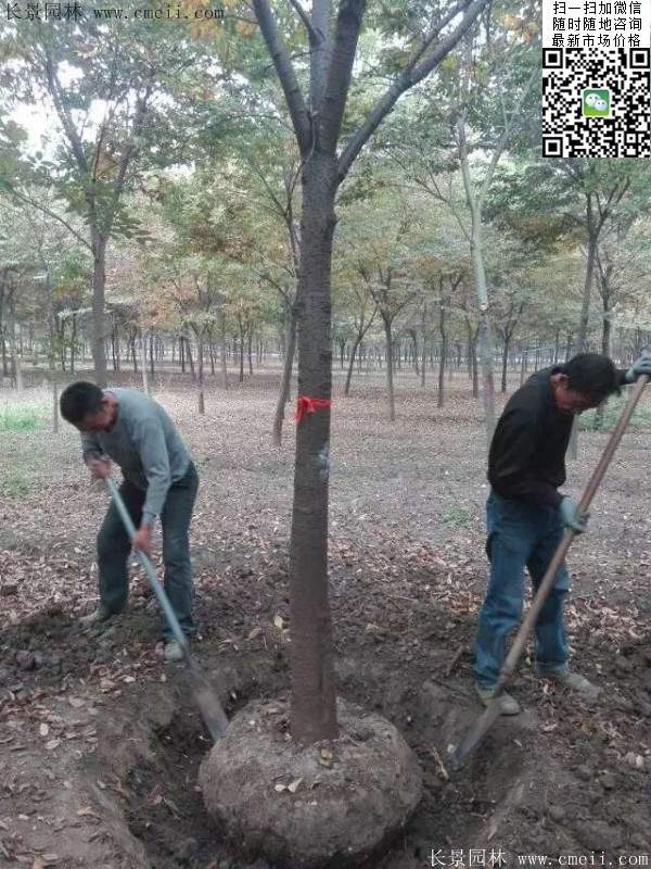 櫸樹 櫸樹