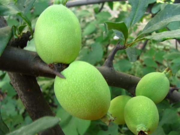 木瓜樹綠化、經濟價值