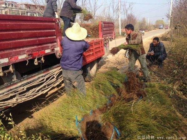 沭陽單重瓣棣棠花價格 沭陽單重瓣棣棠花價格