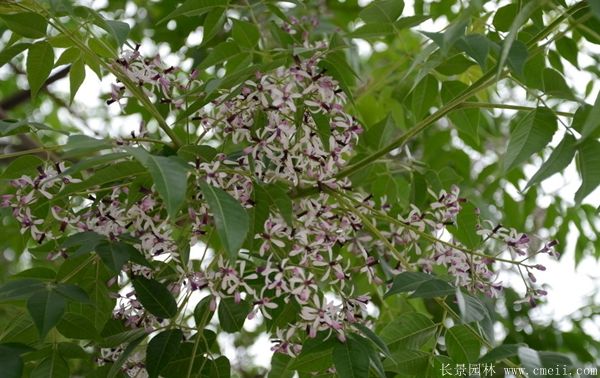 苦楝樹開花
