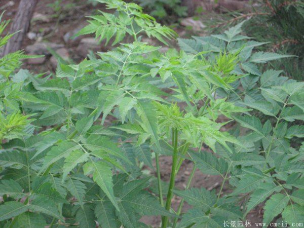 苦楝樹嫩葉