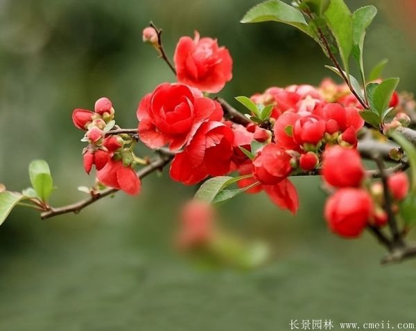 貼梗海棠