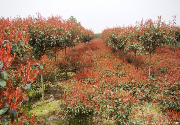 紅葉石楠