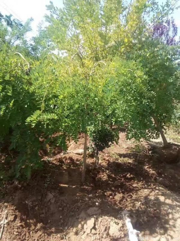 龍爪槐圖片龍爪槐基地實拍 龍爪槐圖片龍爪槐基地實拍