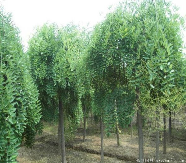 龍爪槐圖片龍爪槐基地實拍 龍爪槐圖片龍爪槐基地實拍