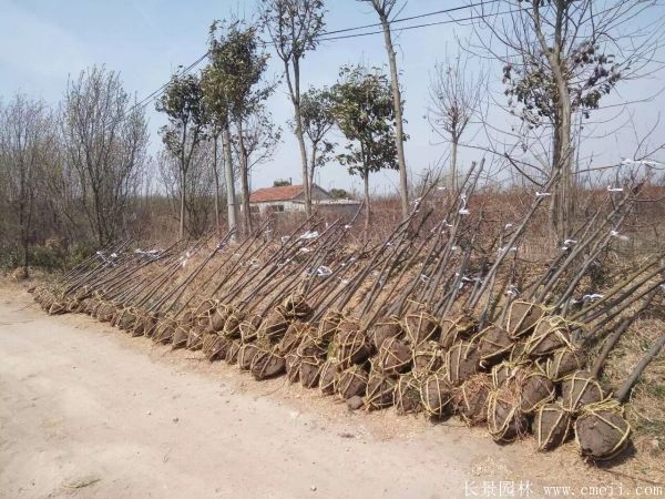 木瓜樹圖片木瓜樹基地實拍 木瓜樹圖片木瓜樹基地實拍
