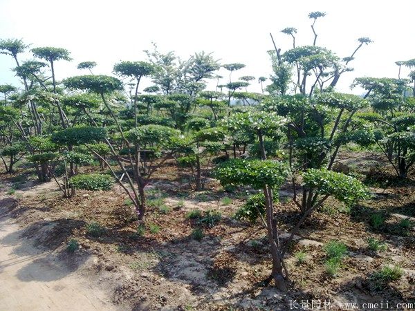 小葉女貞造型樹圖片基地實拍 小葉女貞造型樹圖片基地實拍