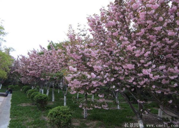 求購櫻花樹