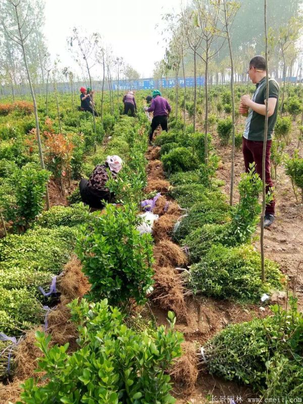小葉黃楊圖片基地實拍 小葉黃楊圖片基地實拍
