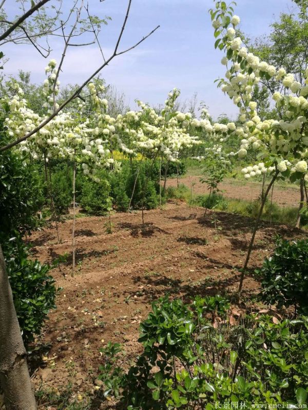 繡球花圖片基地實拍 繡球花圖片基地實拍