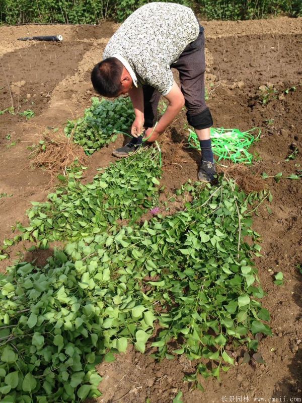丁香圖片基地實(shí)拍 丁香圖片基地實(shí)拍