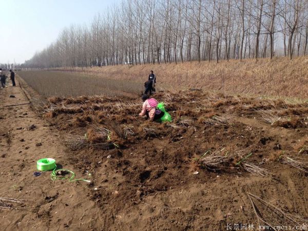 丁香圖片基地實(shí)拍 丁香圖片基地實(shí)拍