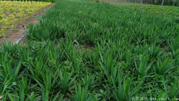 劍麻小苗圖片基地實拍 劍麻小苗圖片基地實拍