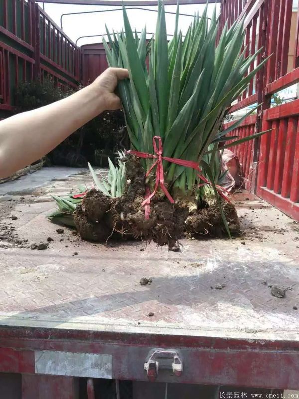 劍麻小苗圖片基地實拍 劍麻小苗圖片基地實拍