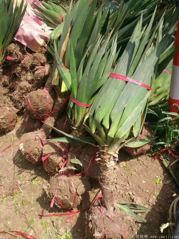 劍麻小苗圖片基地實拍 劍麻小苗圖片基地實拍