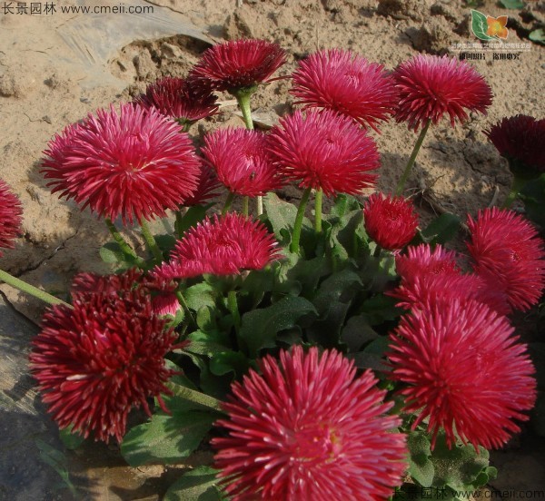 雛菊種子發芽出苗開花圖片 雛菊種子發芽出苗開花圖片