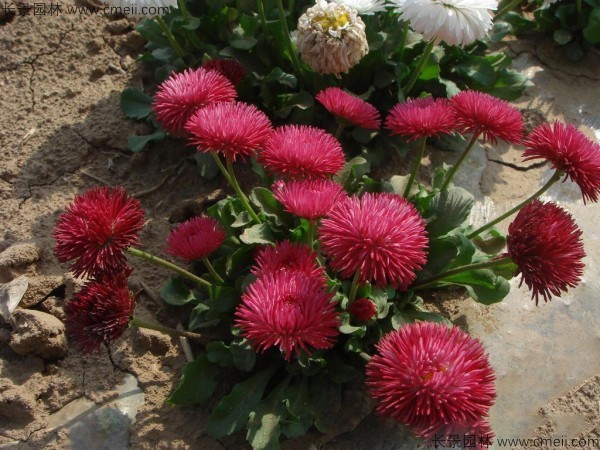 雛菊種子發芽出苗開花圖片 雛菊種子發芽出苗開花圖片