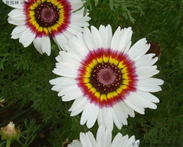 花環(huán)菊種子發(fā)芽出苗圖片 花環(huán)菊種子發(fā)芽出苗圖片
