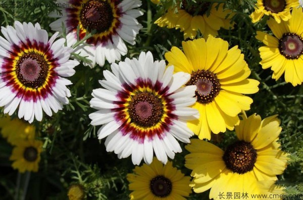 花環(huán)菊種子發(fā)芽出苗圖片 花環(huán)菊種子發(fā)芽出苗圖片