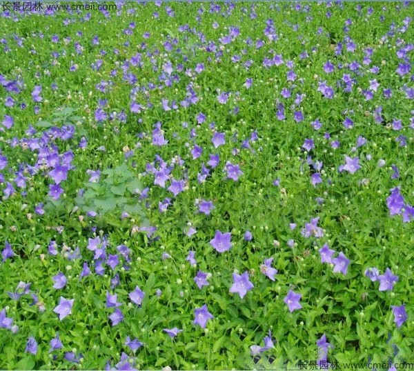 桔梗種子發芽出苗圖片 桔梗種子發芽出苗圖片