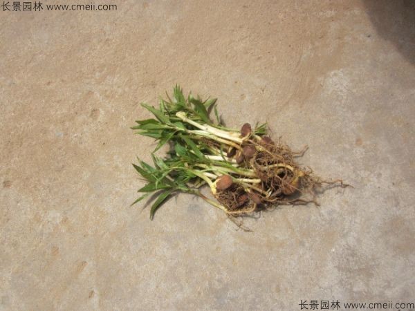 桃樹種子發芽出苗圖片