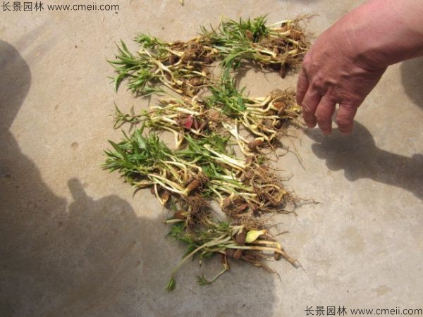 桃樹種子發芽出苗圖片
