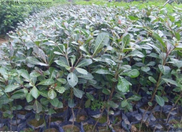 小葉欖仁種子發(fā)芽出苗圖片 小葉欖仁種子發(fā)芽出苗圖片