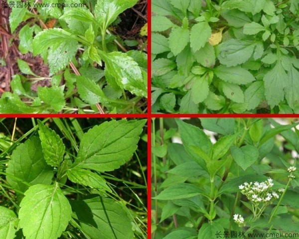 敗醬草種子發(fā)芽出苗圖片 敗醬草種子發(fā)芽出苗圖片