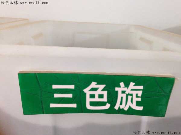 三色旋花種子圖片 三色旋花種子圖片
