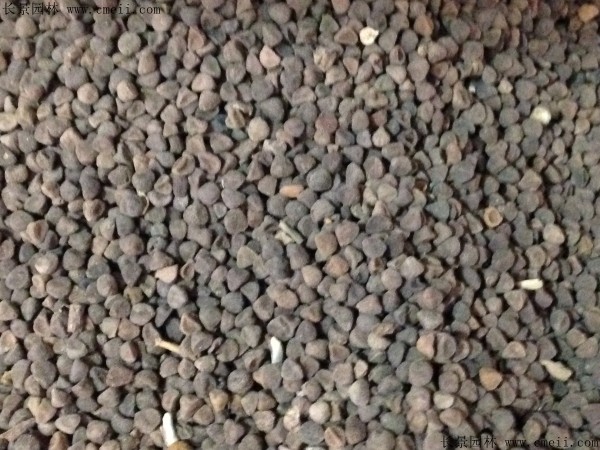 三色旋花種子圖片 三色旋花種子圖片