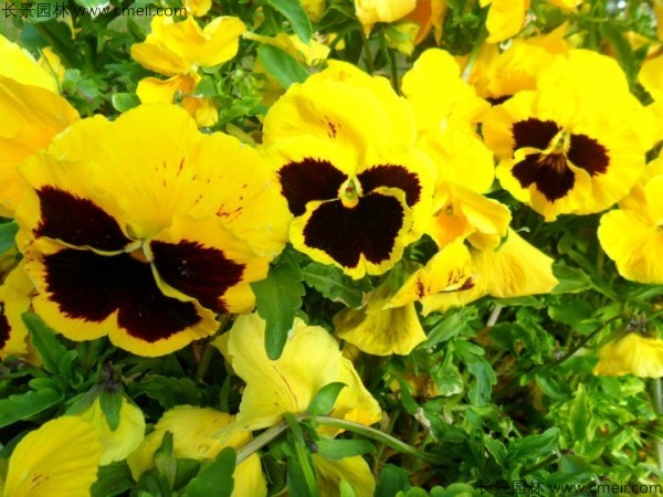 三色旋花種子發芽出苗開花圖片 三色旋花種子發芽出苗開花圖片