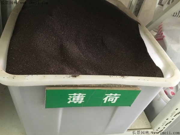 薄荷種子圖片 薄荷種子圖片