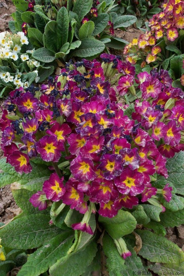 歐洲報春種子發芽出苗開花圖片 歐洲報春種子發芽出苗開花圖片