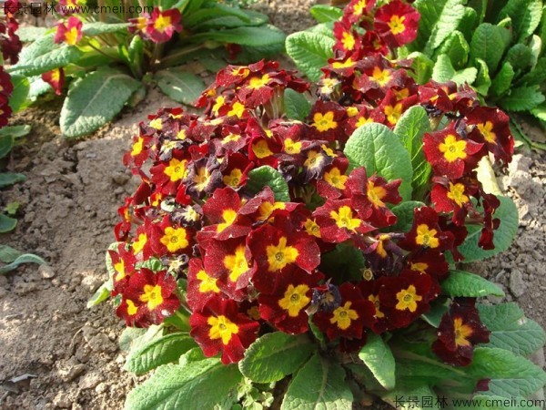 歐洲報春種子發芽出苗開花圖片 歐洲報春種子發芽出苗開花圖片