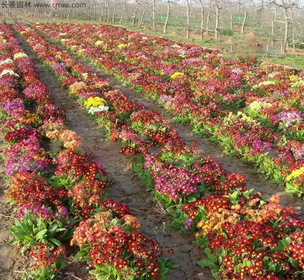 歐洲報春種子發芽出苗開花圖片 歐洲報春種子發芽出苗開花圖片