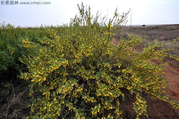 錦雞兒種子發芽出苗開花圖片 錦雞兒種子發芽出苗開花圖片