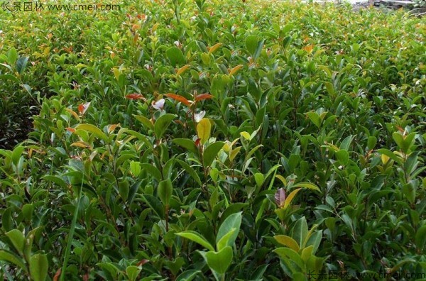 榕樹種子發芽出苗圖片 榕樹種子發芽出苗圖片