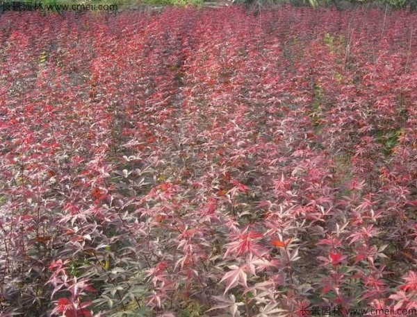 紅楓種子發芽出苗圖片 紅楓種子發芽出苗圖片