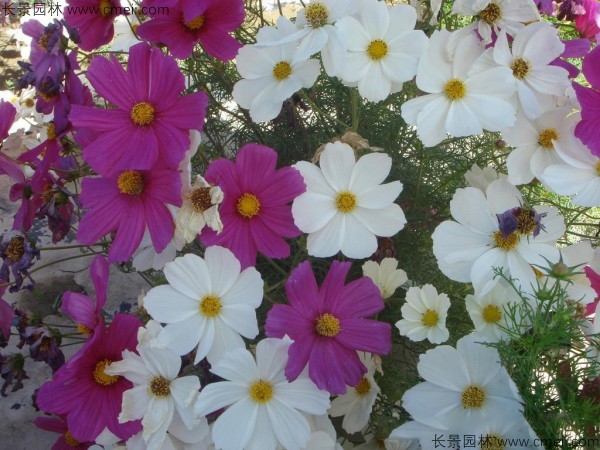 格?；ǚN子發芽出苗開花圖片
