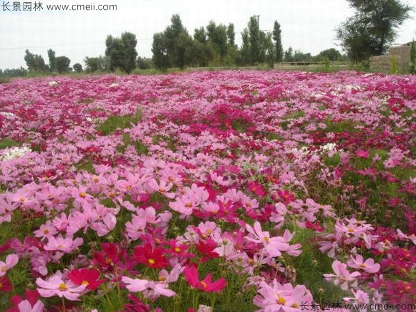 格?；ǚN子發芽出苗開花圖片