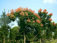 欒樹(shù)