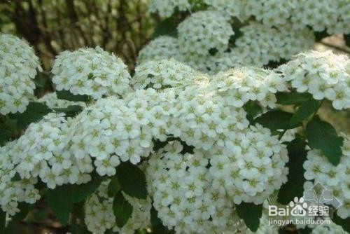 繡線菊怎么養(yǎng)護(hù)最合適呢？