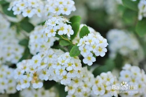 繡線菊怎么養(yǎng)護(hù)最合適呢？
