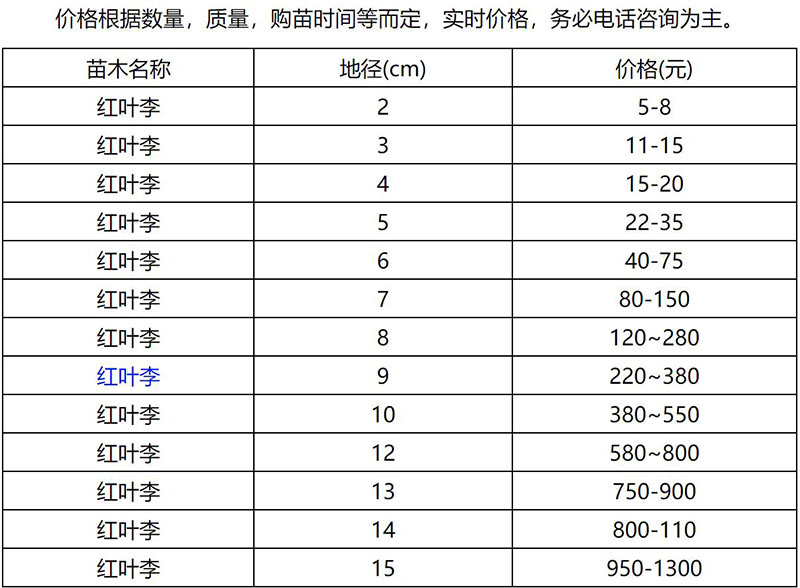 2022紅葉李.jpg