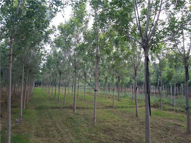 沭陽長景園林速生白蠟種植基地實拍圖片