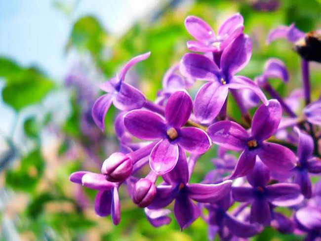 丁香花花語(yǔ)